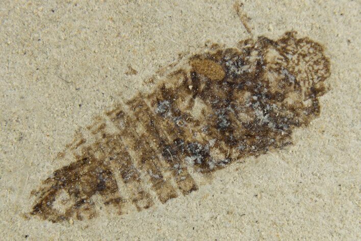 Detailed Fossil Leafhopper (Homoptera) - France #267683